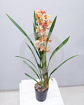 Boat orchid, cymbidium