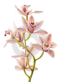 Boat orchid photo