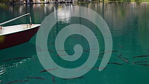 A Boat Passing A Fish Swimming In The Clear Blue Water