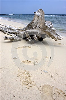 boat people and tree in republica dominicana photo