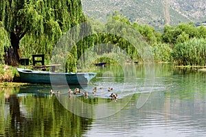 Boat on the river and ducks