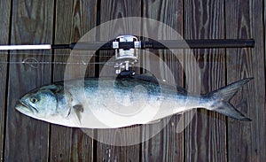 Boat Rod and Bluefish