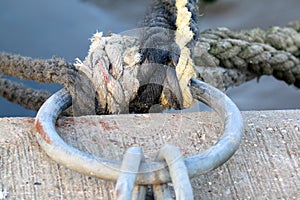 Boat ropes securely tied to a metal ring