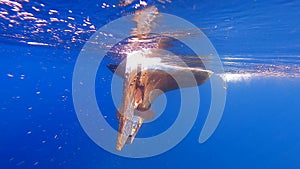 The Boat`s Underwater Rudder and Propeller