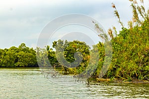 Boat safari through mangrove jungle Bentota Ganga River Bentota Beach Sri Lanka