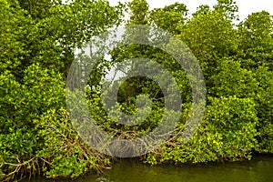 Boat safari through mangrove jungle Bentota Ganga River Bentota Beach Sri Lanka