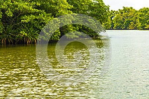 Boat safari through mangrove jungle Bentota Ganga River Bentota Beach Sri Lanka