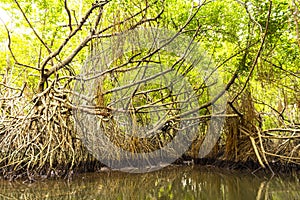 Boat safari through mangrove jungle Bentota Ganga River Bentota Beach Sri Lanka