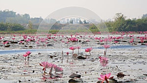 The boat sailed along the river that is full of red lotus flowers in full bloom