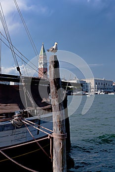Boat sea-gull San Marco Canal Grande, Venice, Venezia, Italy, Italia