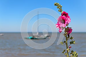 Boat in the sea with Hollyhocks