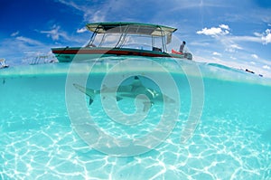 Boat and Shark at Moorea Island in Tahiti French Polynesia