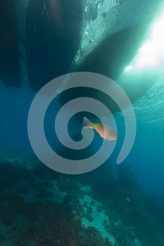 Boat silhouettes and the aquatic life in the Red Sea.