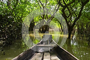 A boat is in swamp forest of bangladesh