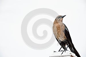 Boat-tailed female grackle on a white background, in Florida