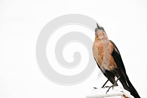 Boat-tailed female grackle on a white background, in Florida