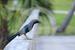 Boat tailed grackle