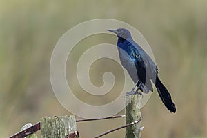 Boat-tailed grackle