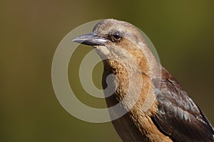 Boat-tailed Grackle
