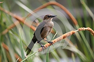 Boat-tailed grackle photo