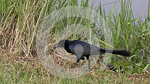 Boat-Tailed Grackle Bird Feeds in wetlands.