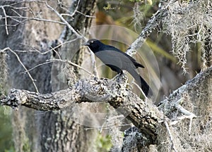 Boat tailed Grackle bird, Pickney Island Wildlife Refuge, South Carolina