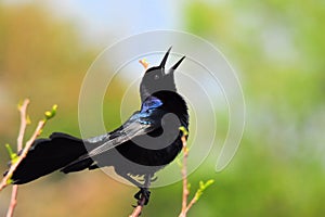 Boat-tailed Grackle Bird Singing photo