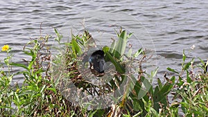 Boat-tailed grackle feeds on bugs near florida lake