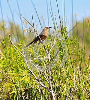 boat-tailed grackle female bird marsh land