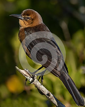 Boat-tailed Grackle female