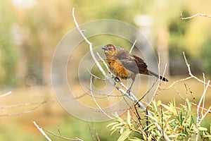 Boat Tailed Grackle Female