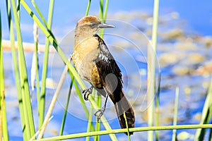 Boat Tailed Grackle Female