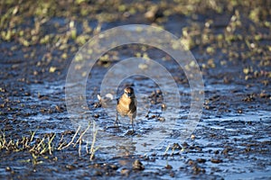 Boat-tailed Grackle female