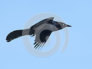 Boat-tailed Grackle in Flight