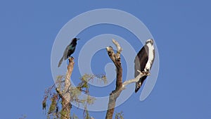 Boat-Tailed Grackle and osprey on a tree.