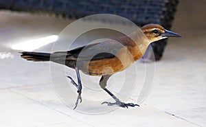 Boat-tailed grackle passerine bird beach avian of south florida Miami