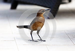 Boat-tailed grackle passerine bird beach avian of south florida Miami