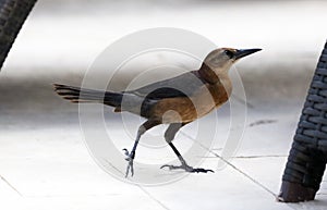 Boat-tailed grackle passerine bird beach avian of south florida Miami