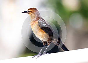 Boat-tailed grackle passerine bird beach avian of south florida Miami