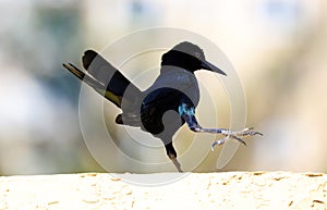 Boat-tailed grackle passerine bird beach avian of south florida Miami