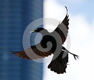 Boat-tailed grackle passerine bird beach avian of south florida Miami