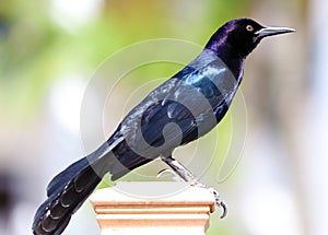 Boat-tailed grackle passerine bird beach avian of south florida Miami