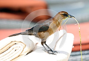 Boat-tailed grackle passerine bird beach avian of south florida Miami