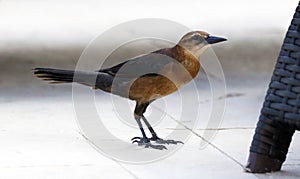 Boat-tailed grackle passerine bird beach avian of south florida Miami