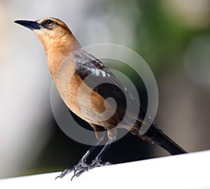 Boat-tailed grackle passerine bird beach avian of south florida Miami