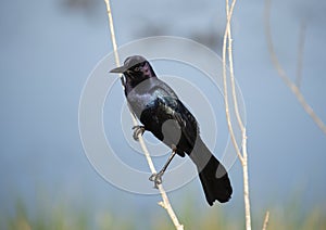 Boat Tailed Grackle perching