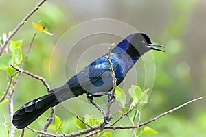 Boat-tailed grackle, quiscalus major photo