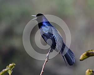Boat-tailed Grackle on a branch photo
