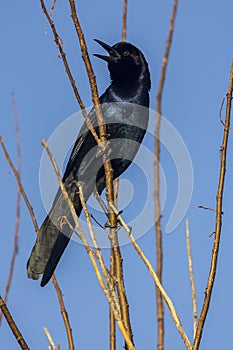 Boat-tailed Grackle Singing in a Tree, Closeup