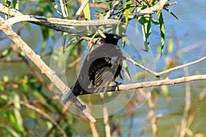 Boat Tailed Grackle Venice Rookery